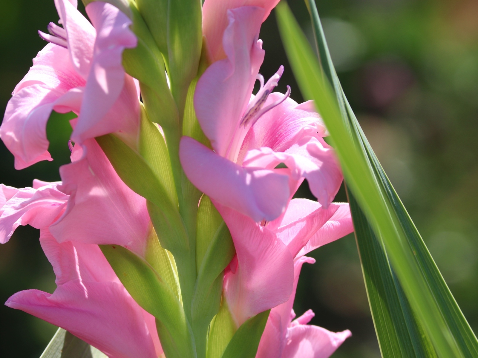 Розовые гладиолусы  с зелеными листьями крупным планом