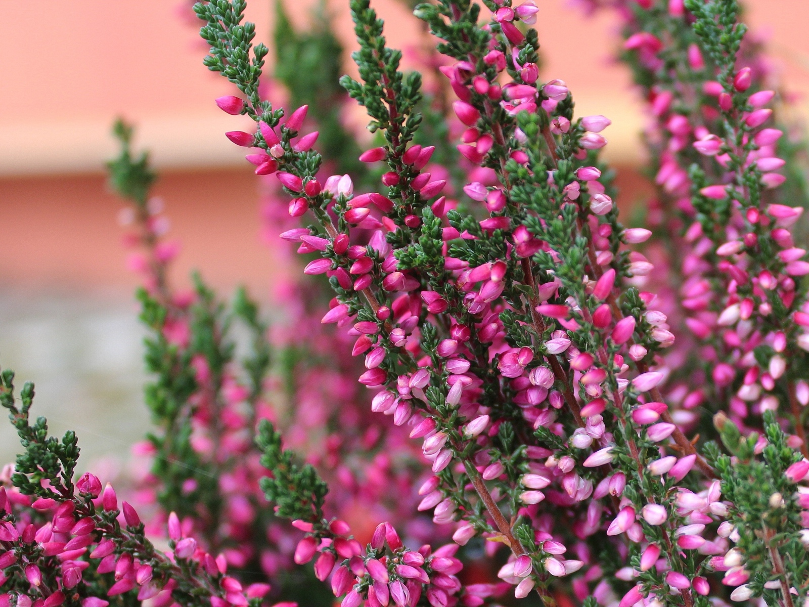 Розовые цветы вереска крупным планом