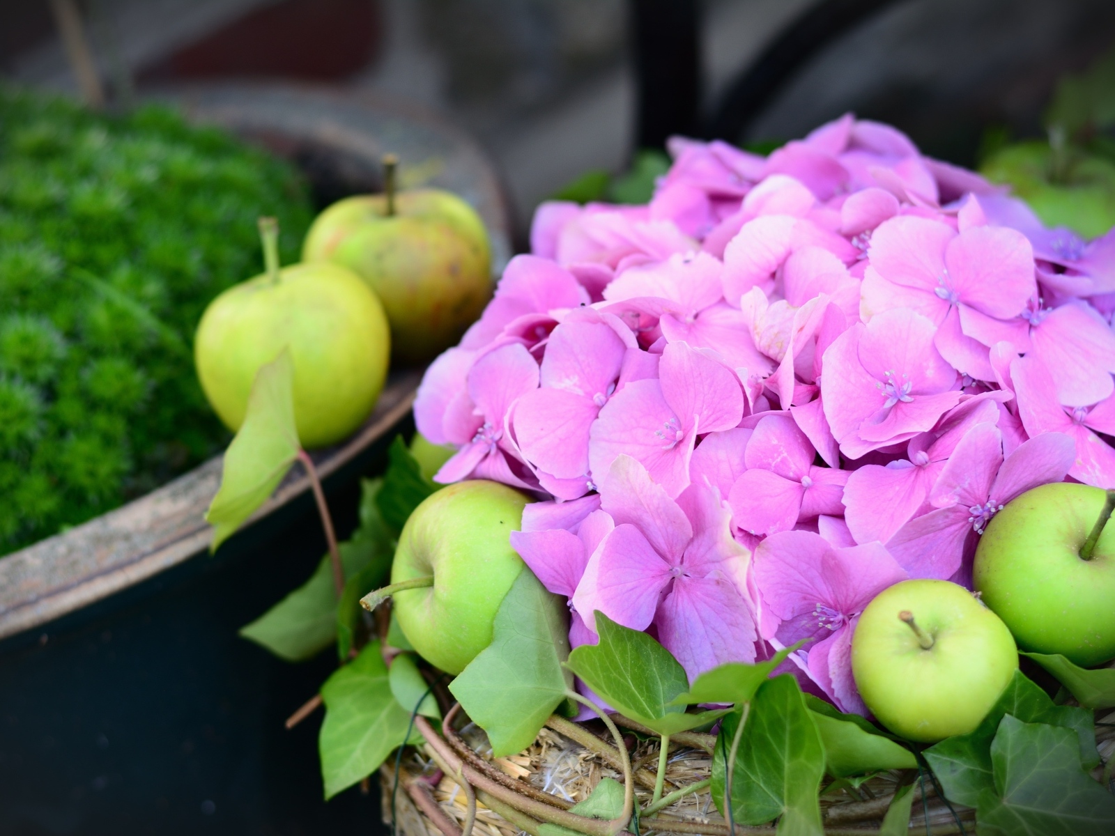 Розовые цветы гортензии с зелеными яблоками