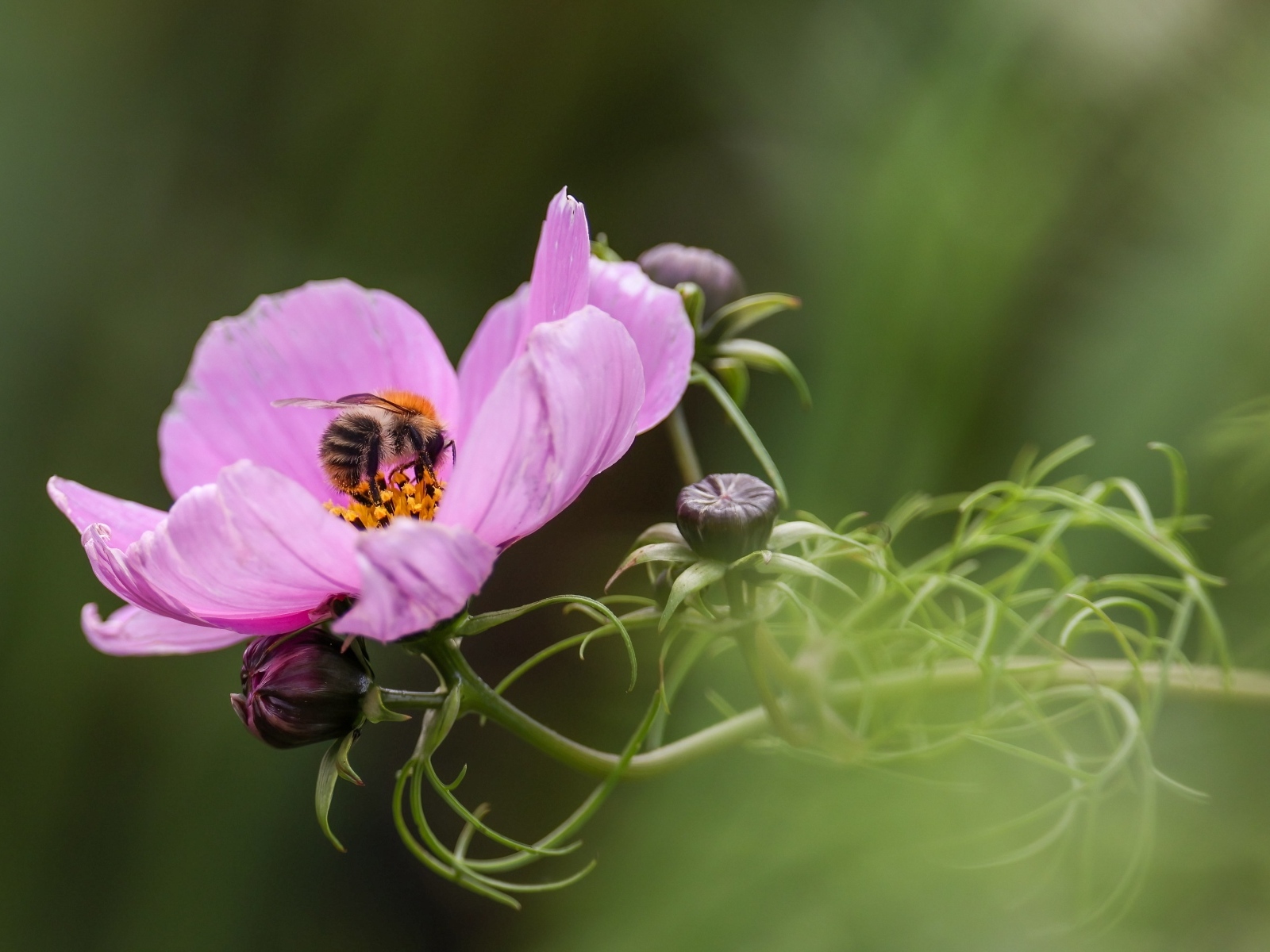 Розовый цветок космея с пчелой