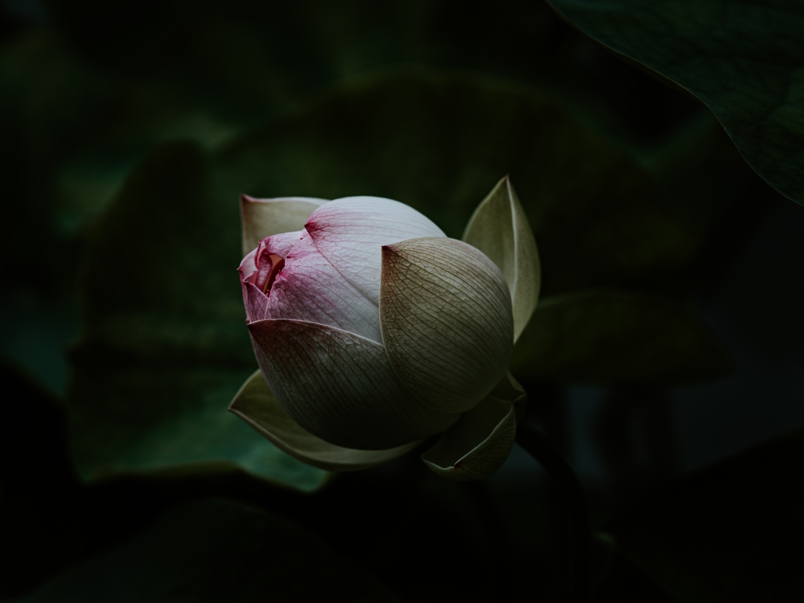 Бутон розового цветка лотоса крупным планом