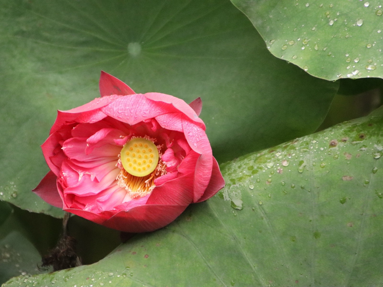 Розовый лотос с мокрыми зелеными листьями