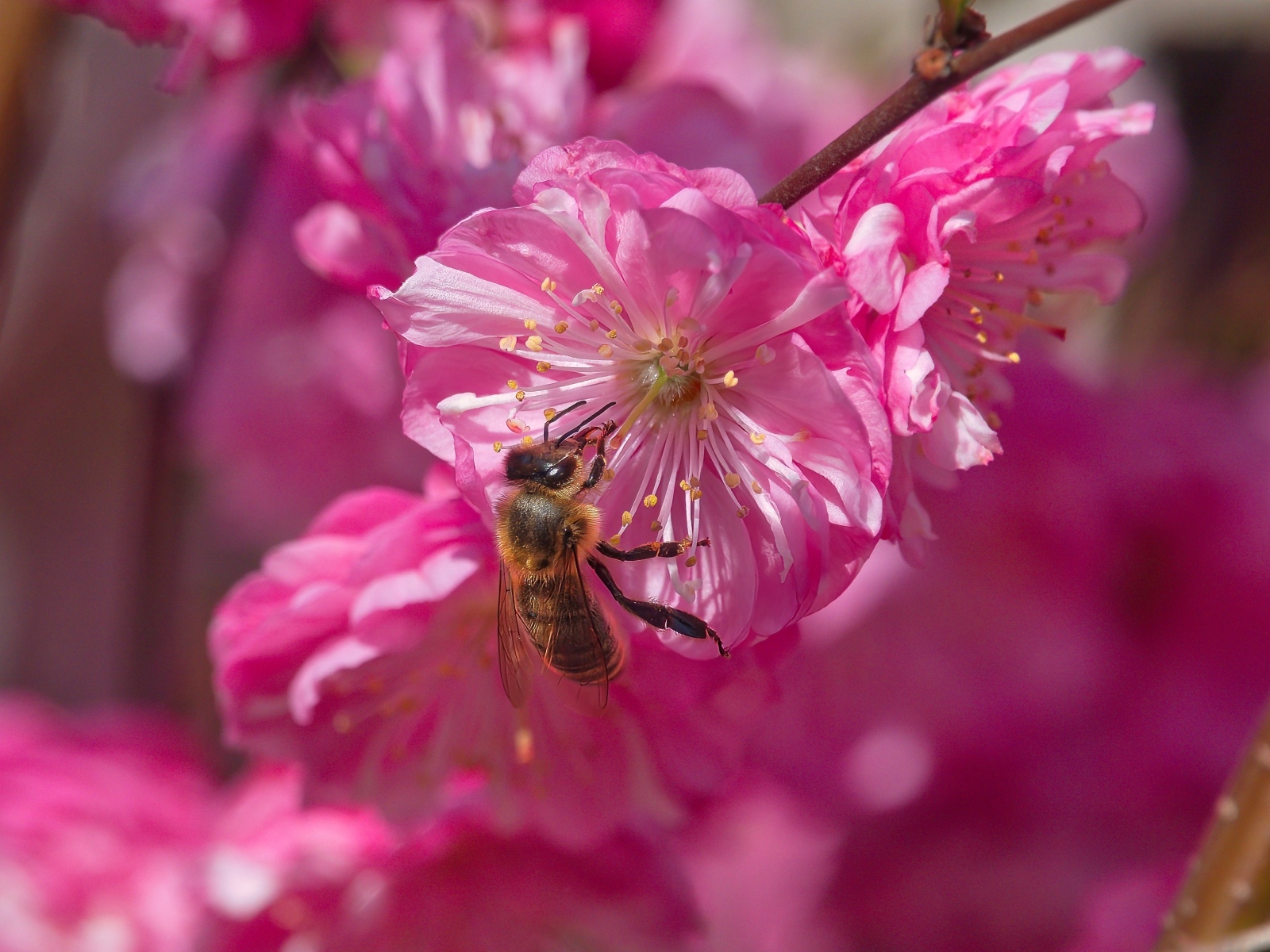 Розовый цветок луизеания с пчелой