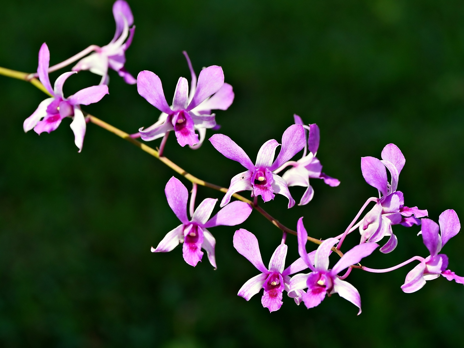 Розовые цветы орхидеи на ветке крупным планом