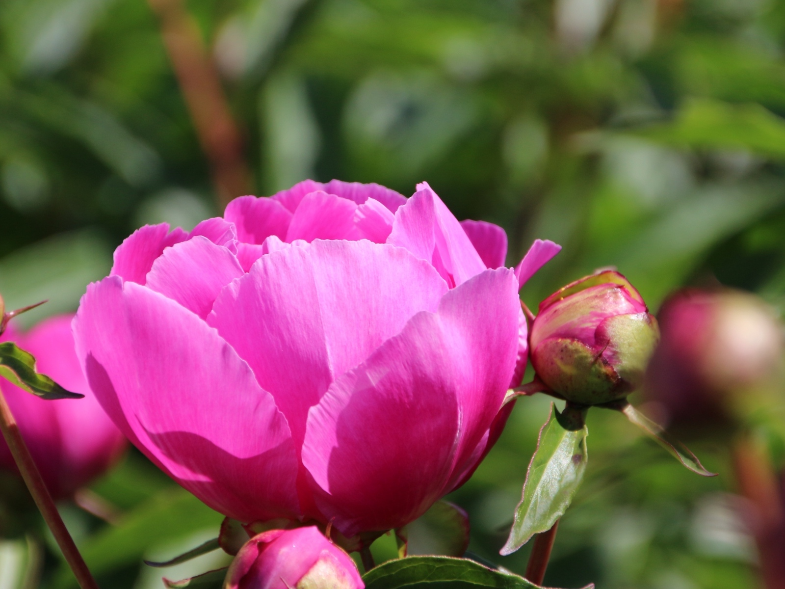 Розовые пионы с бутонами на клумбе