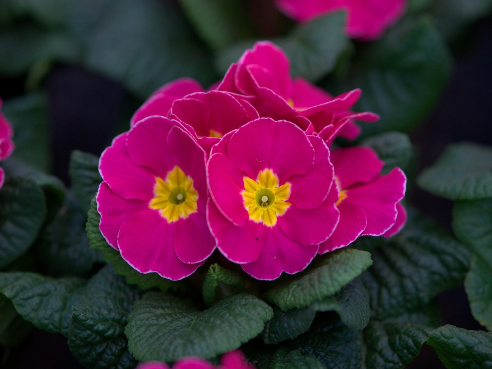 Розовый цветок примулы в горшке