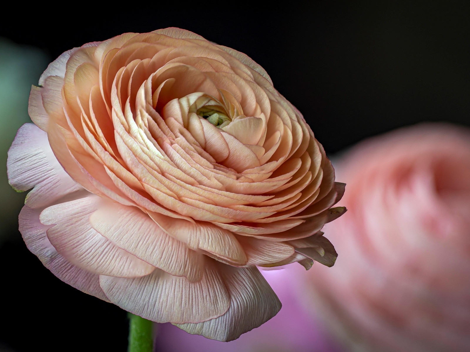 Цветок розового лютика крупным планом