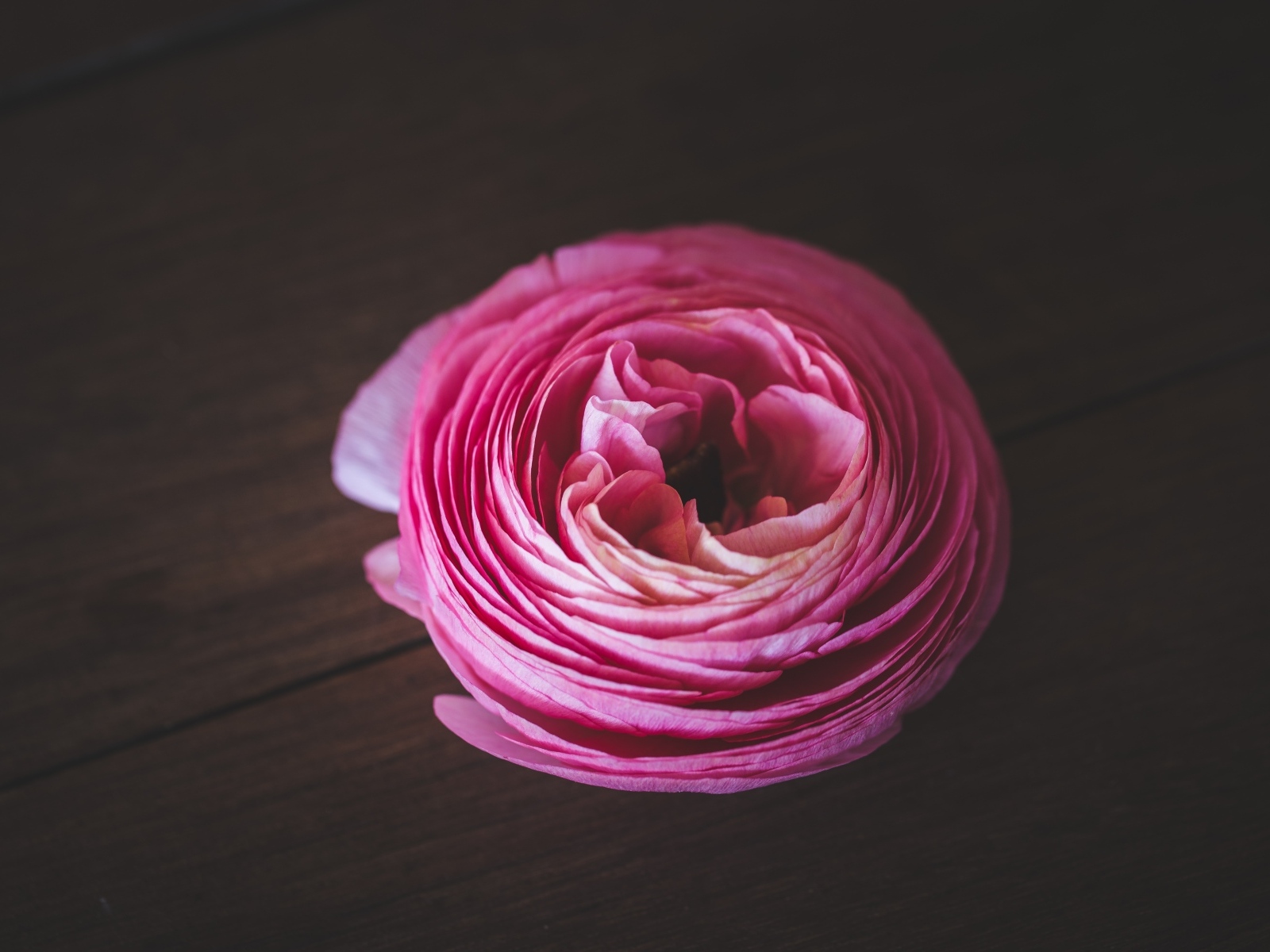 Розовый цветок лютика на деревянном столе