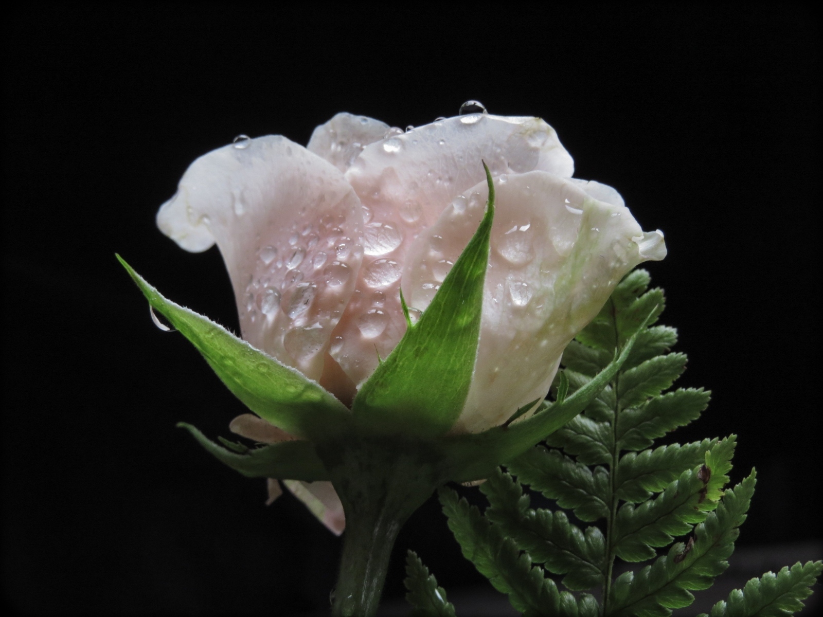 Розовая роза в каплях воды с листом папоротника на черном фоне