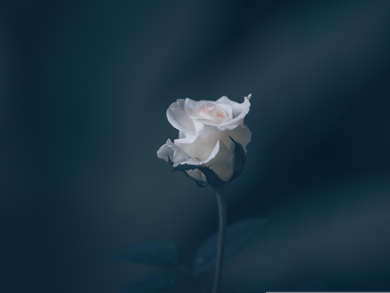 Розовая роза на сером фоне