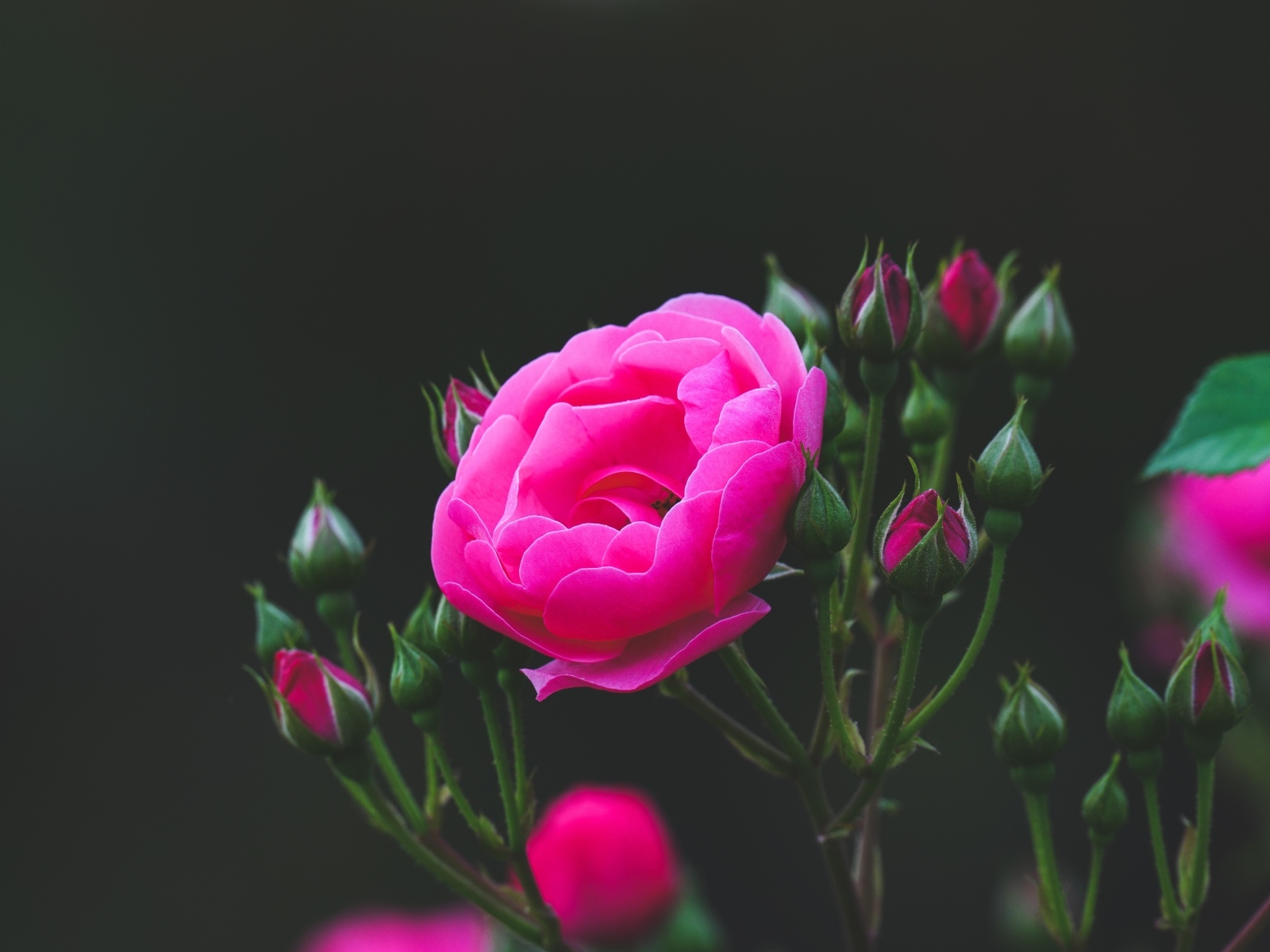 Розовые розы с нераспустившимися бутонами