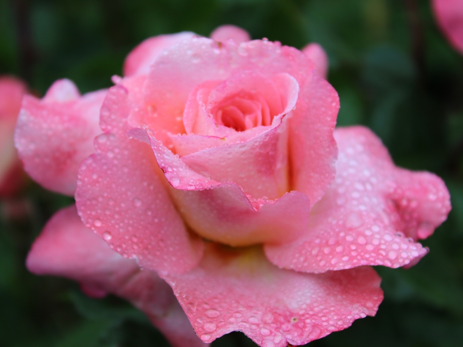 Розовая чайная роза в каплях дождя