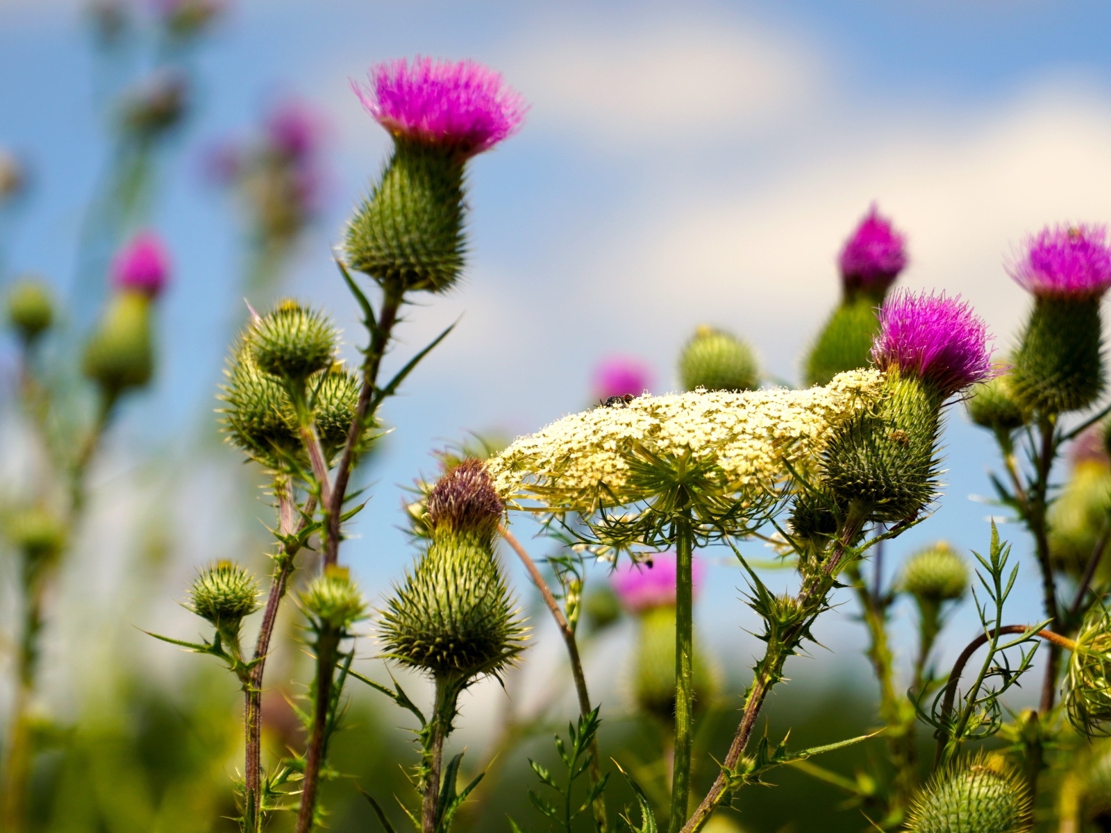 Розовые цветы расторопши на поле