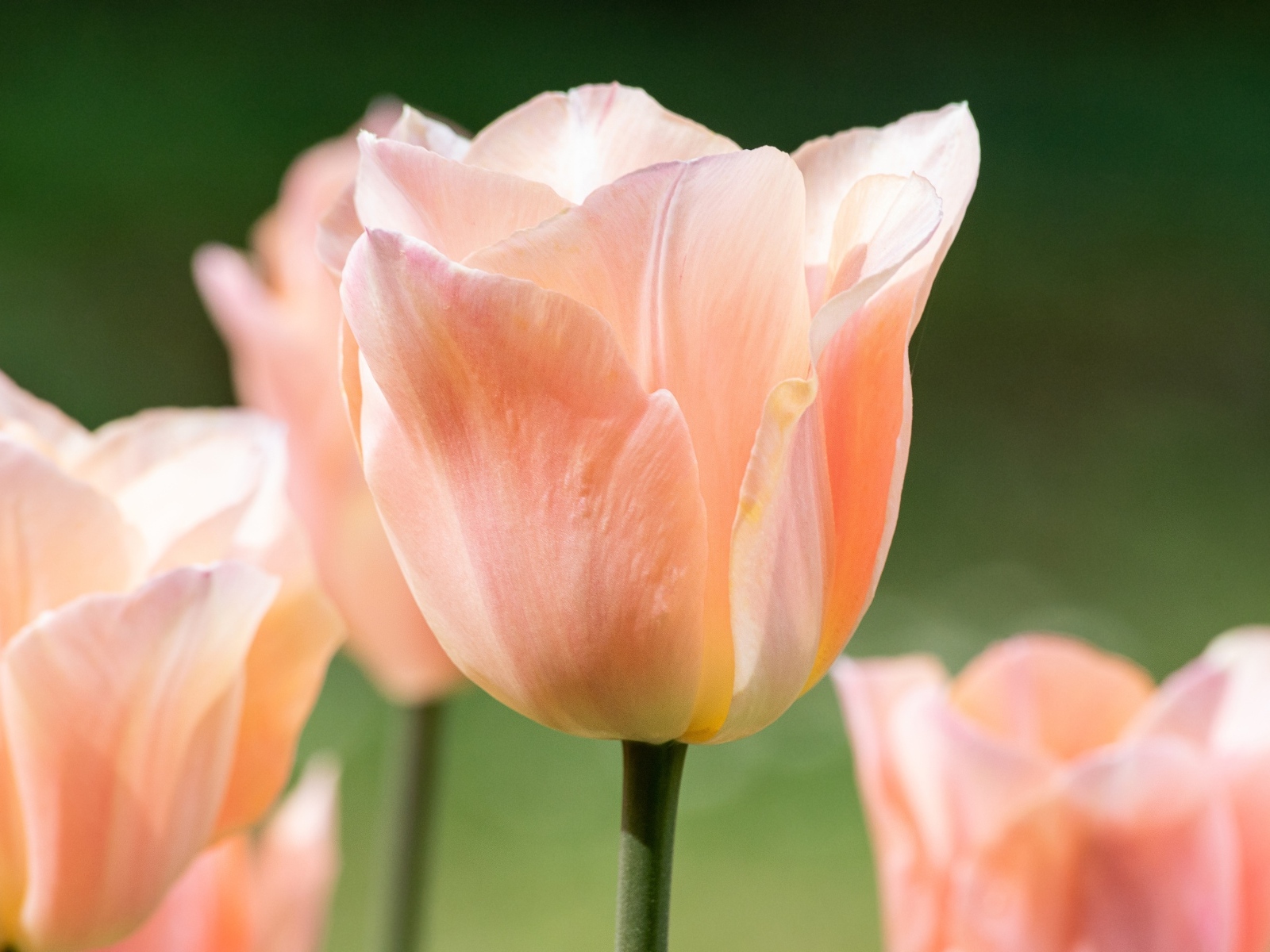 Розовый цветок тюльпана цветет весной