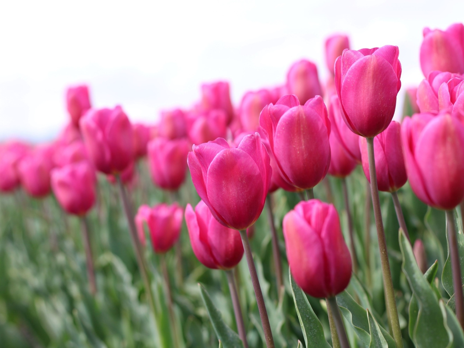 Розовые цветы тюльпана на поле