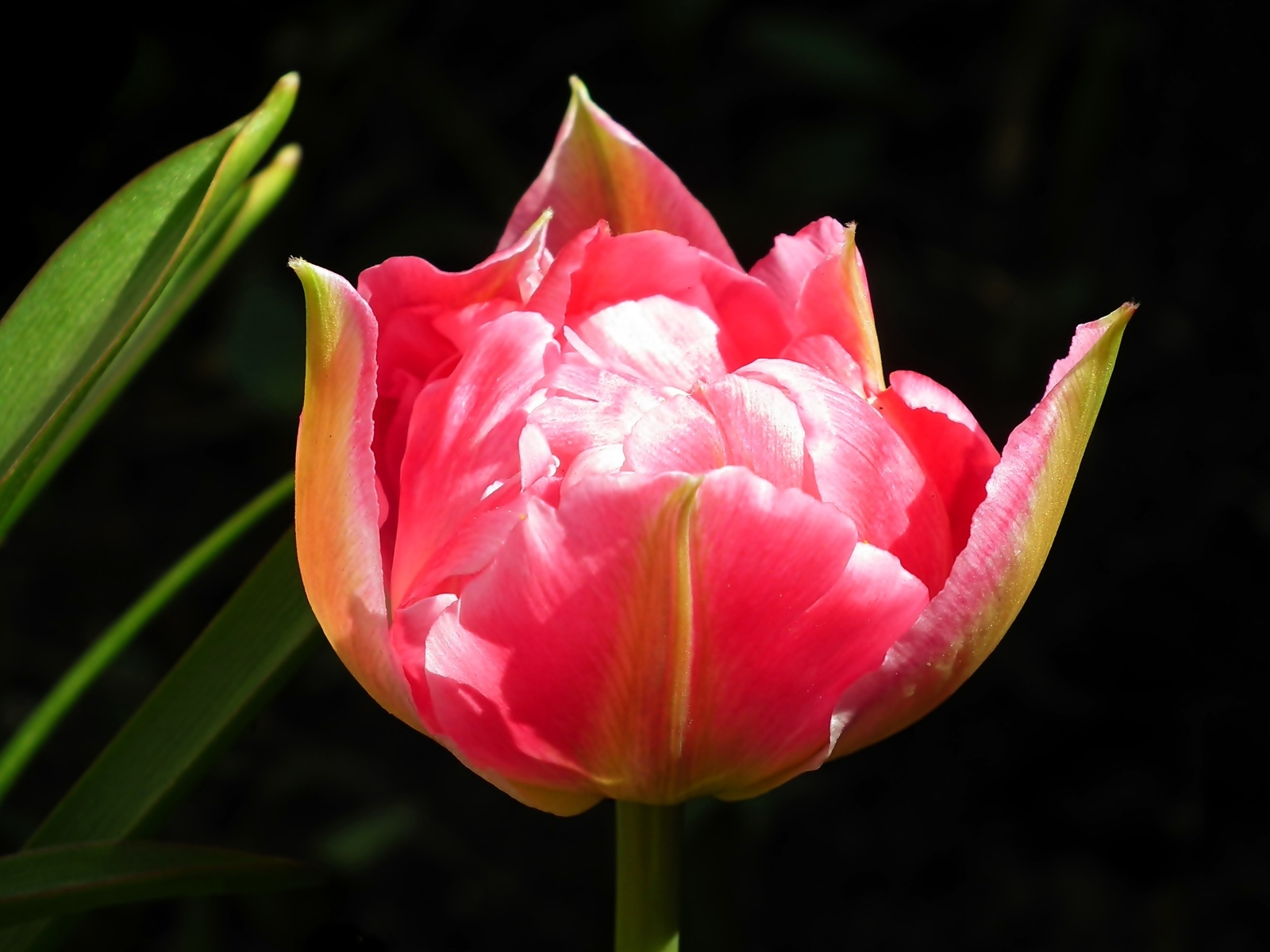 Розовый тюльпан с зелеными листьями на черном фоне