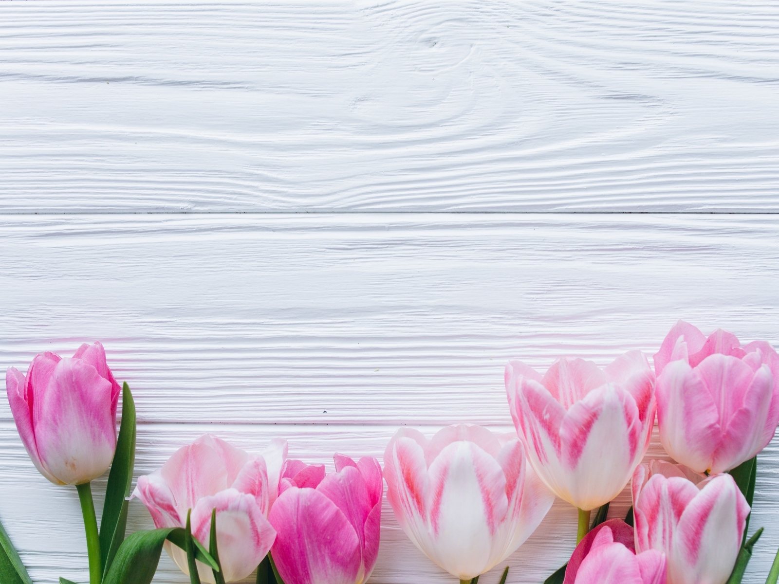 Розовые тюльпаны на белом деревянном фоне