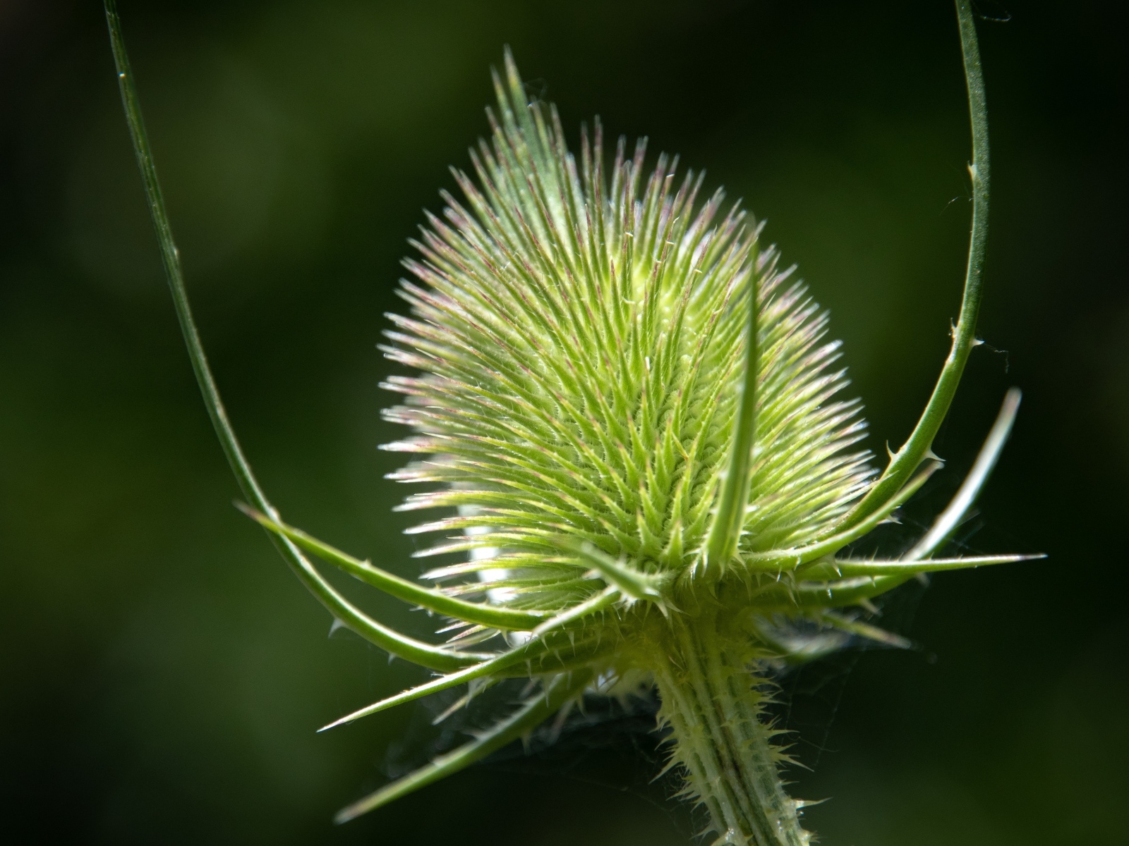 Колючий цветок ворсянка крупным планом