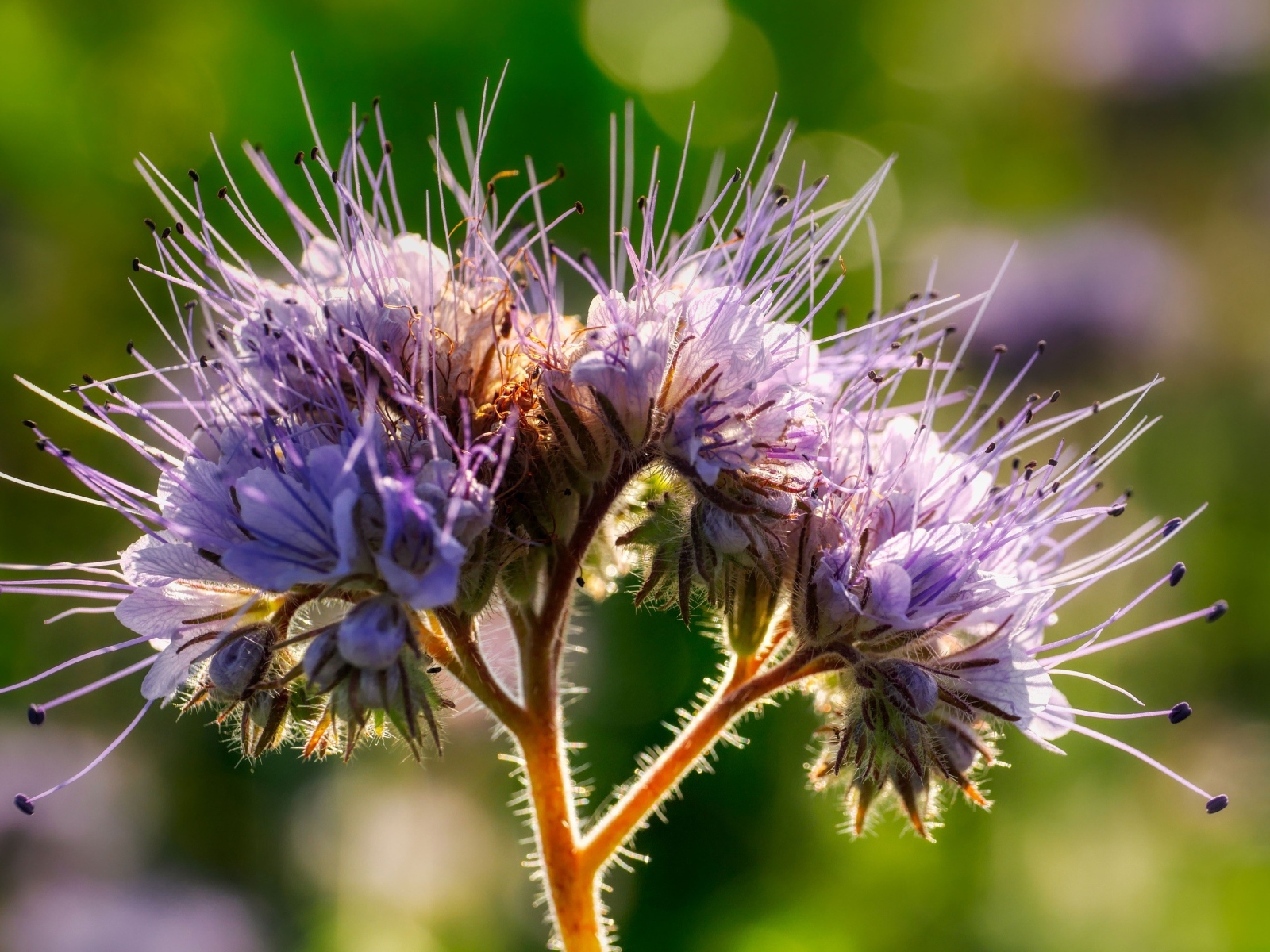 Фиолетовый цветок Фацелия крупным