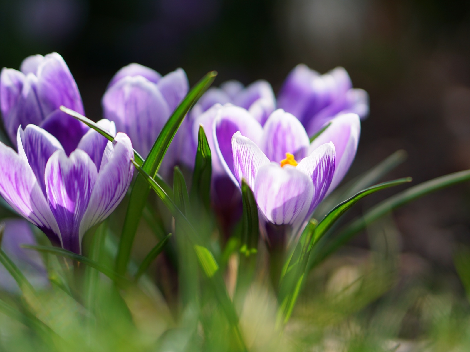 Фиолетовые цветы крокуса  в зеленой листве