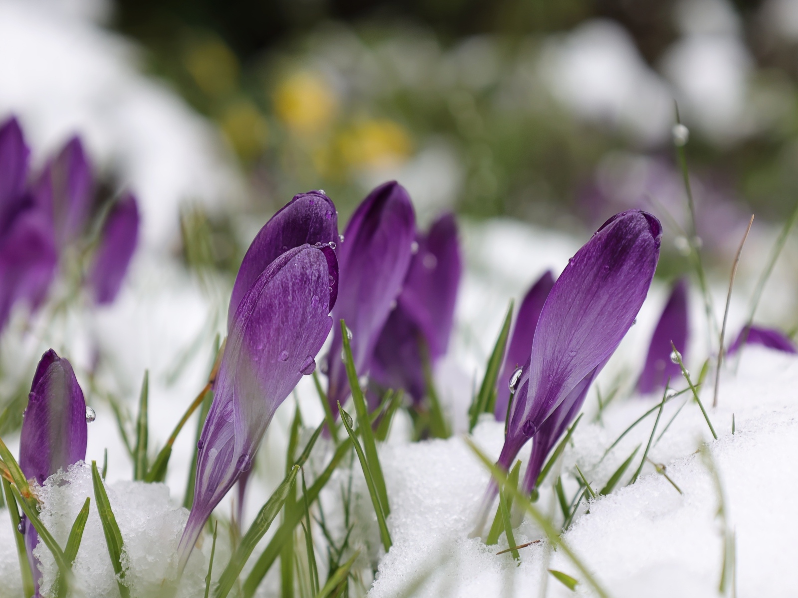 Фиолетовые крокусы в белом холодном снегу весной