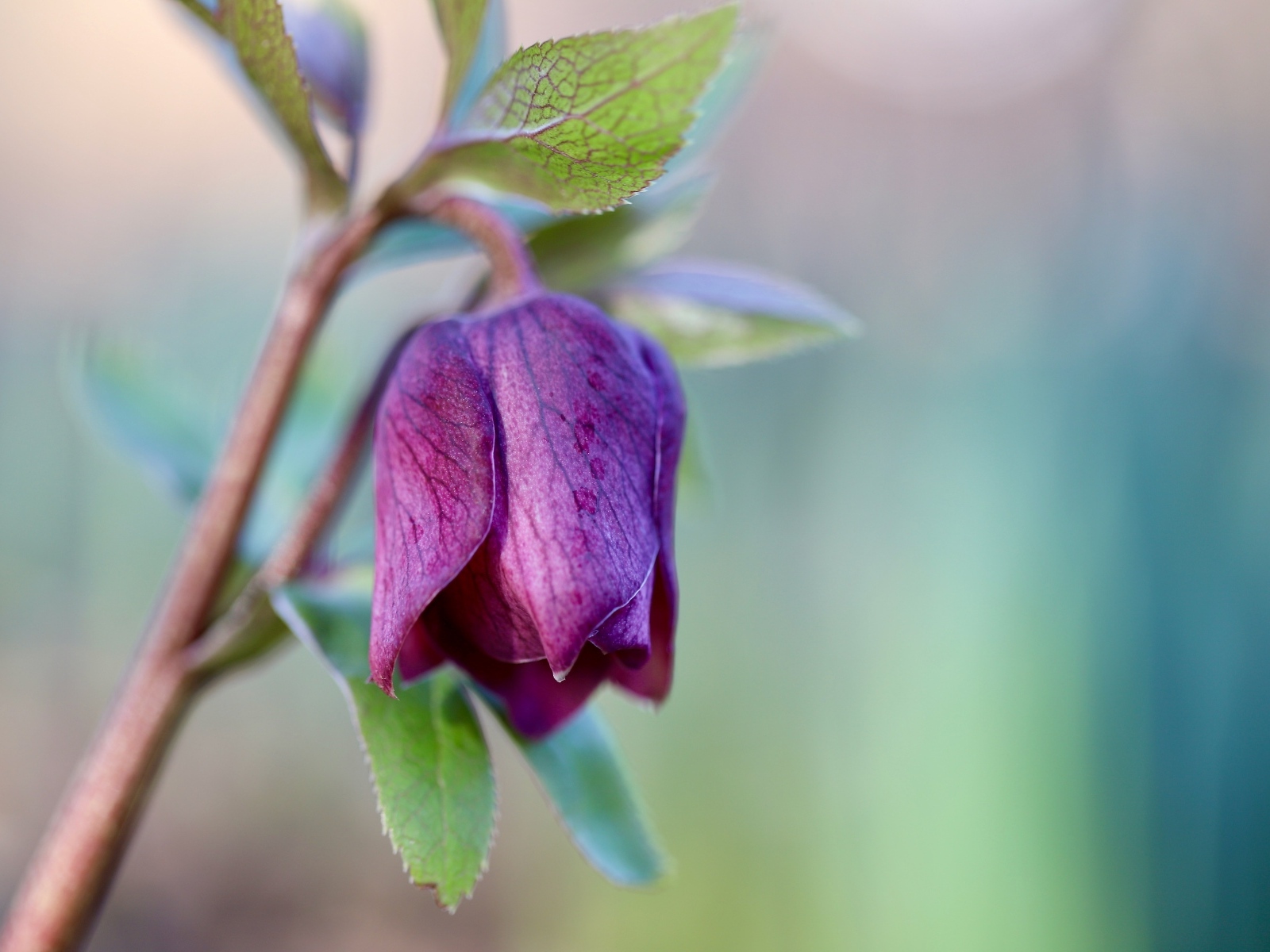 Фиолетовый цветок морозника крупным планом