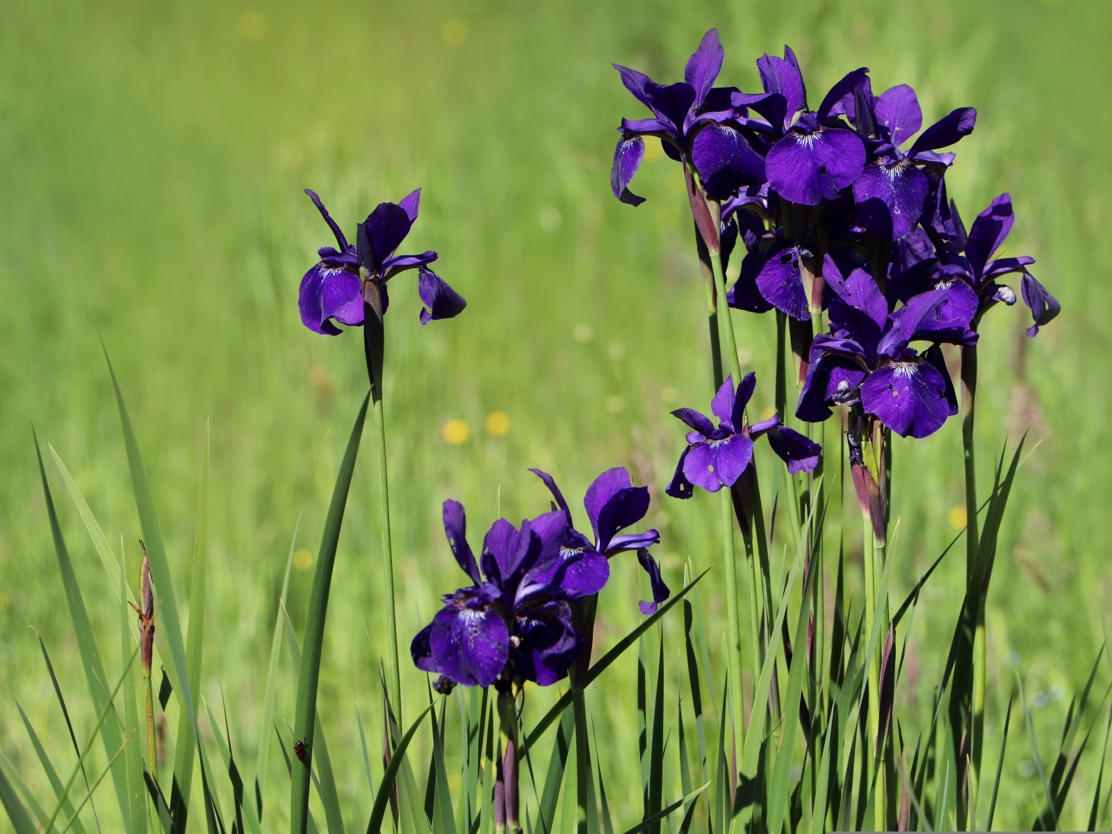 Фиолетовые цветы ириса на поле