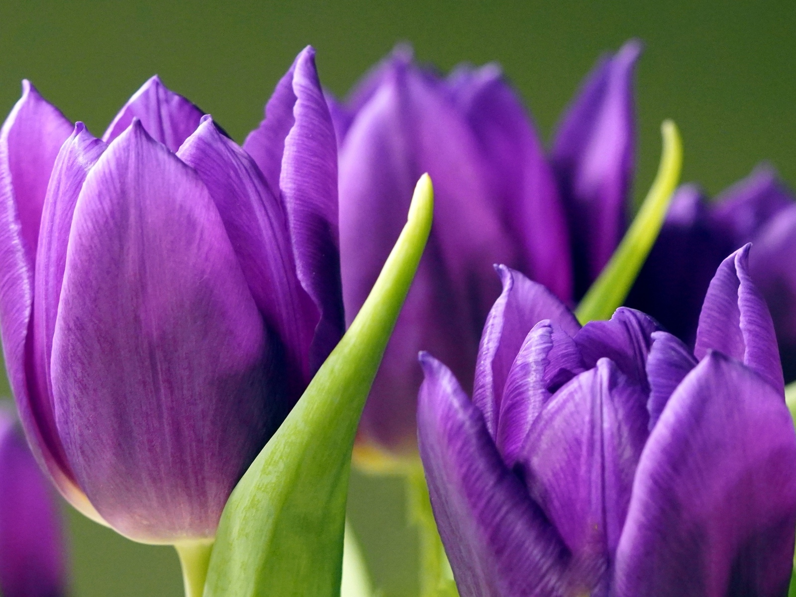 Фиолетовые тюльпаны крупным планом