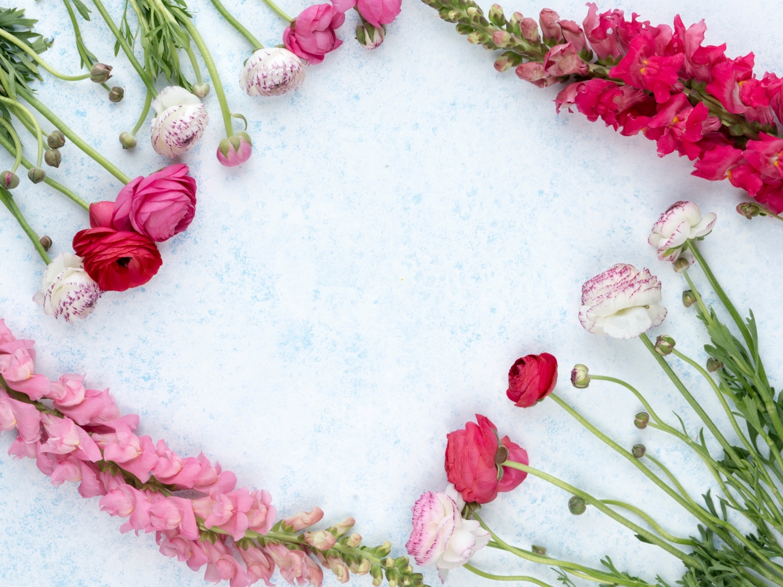 Лютики и цветы антирринум на голубом фоне