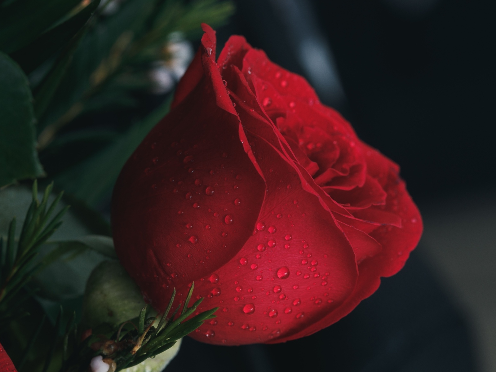 Красная английская роза в каплях росы