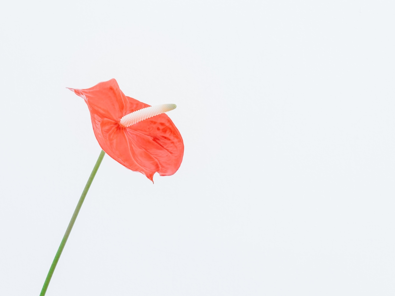 Красный цветок антуриум на белом фоне