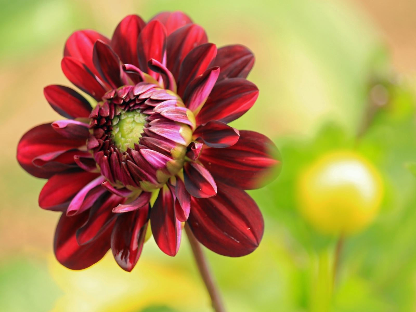 Красный цветок георгина крупным планом