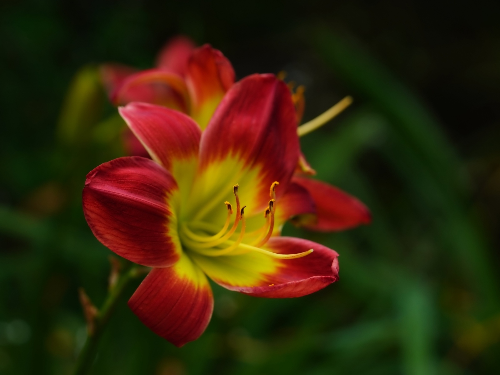 Красный цветок лилейника с желтой серединкой