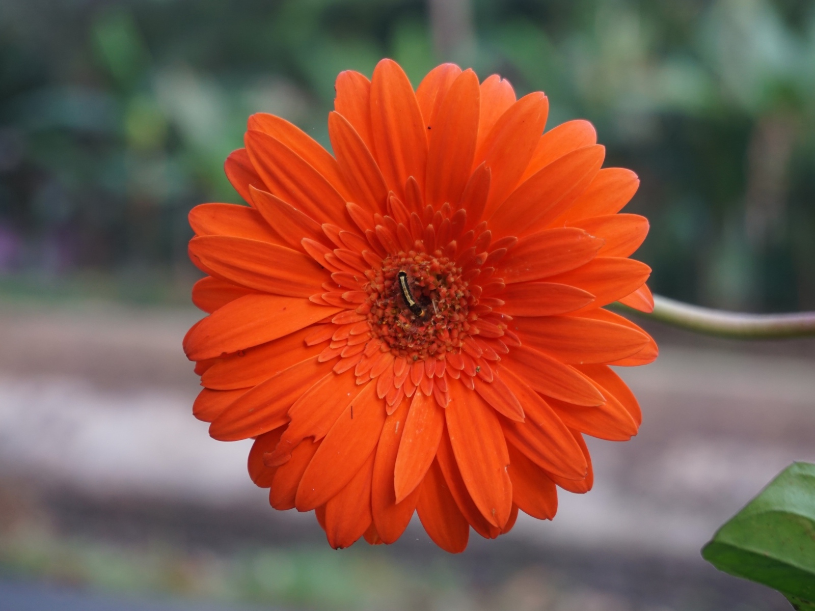 Красная нежная гербера с тонким стеблем