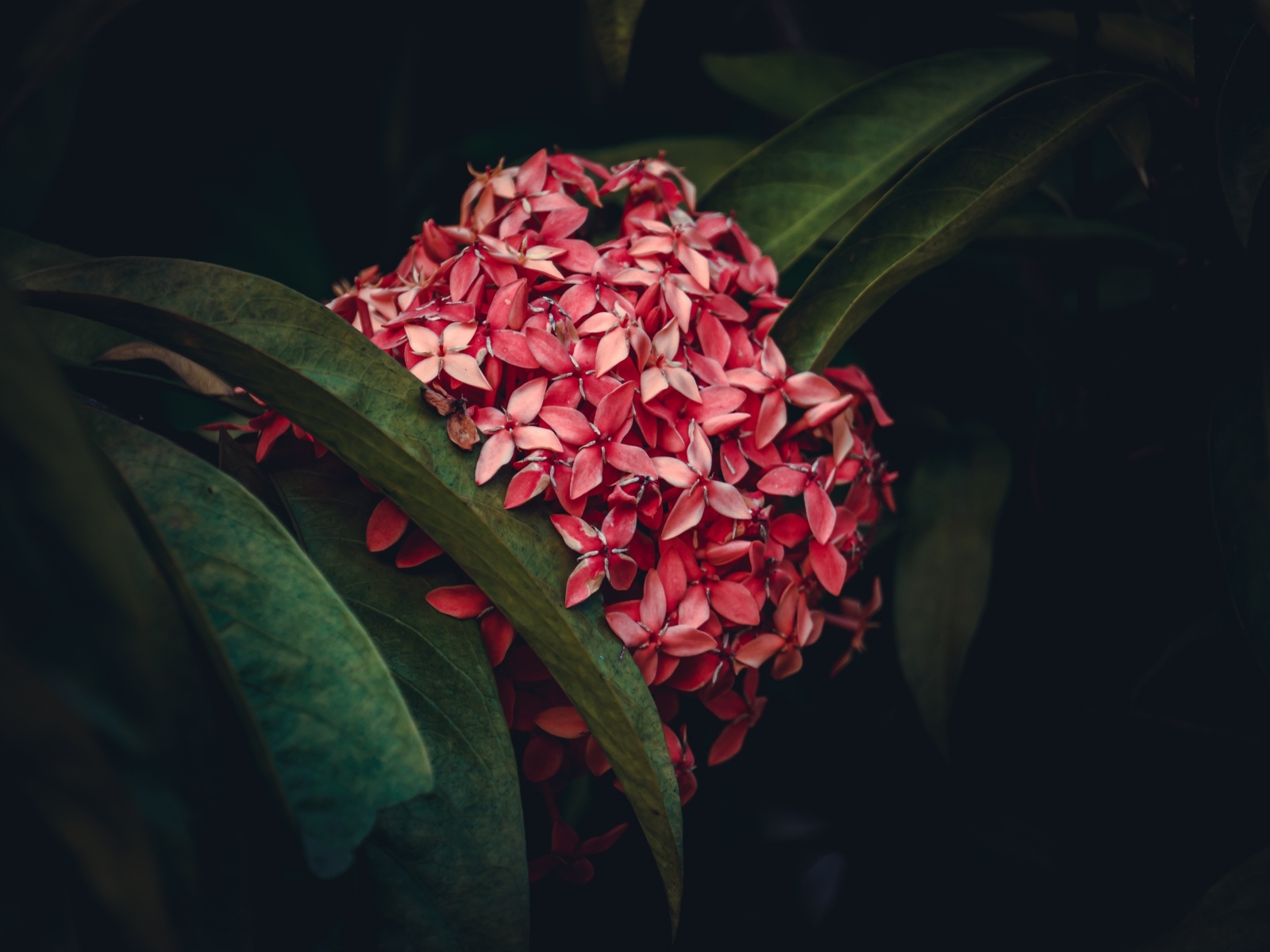 Красный экзотический цветок в зеленых листьях