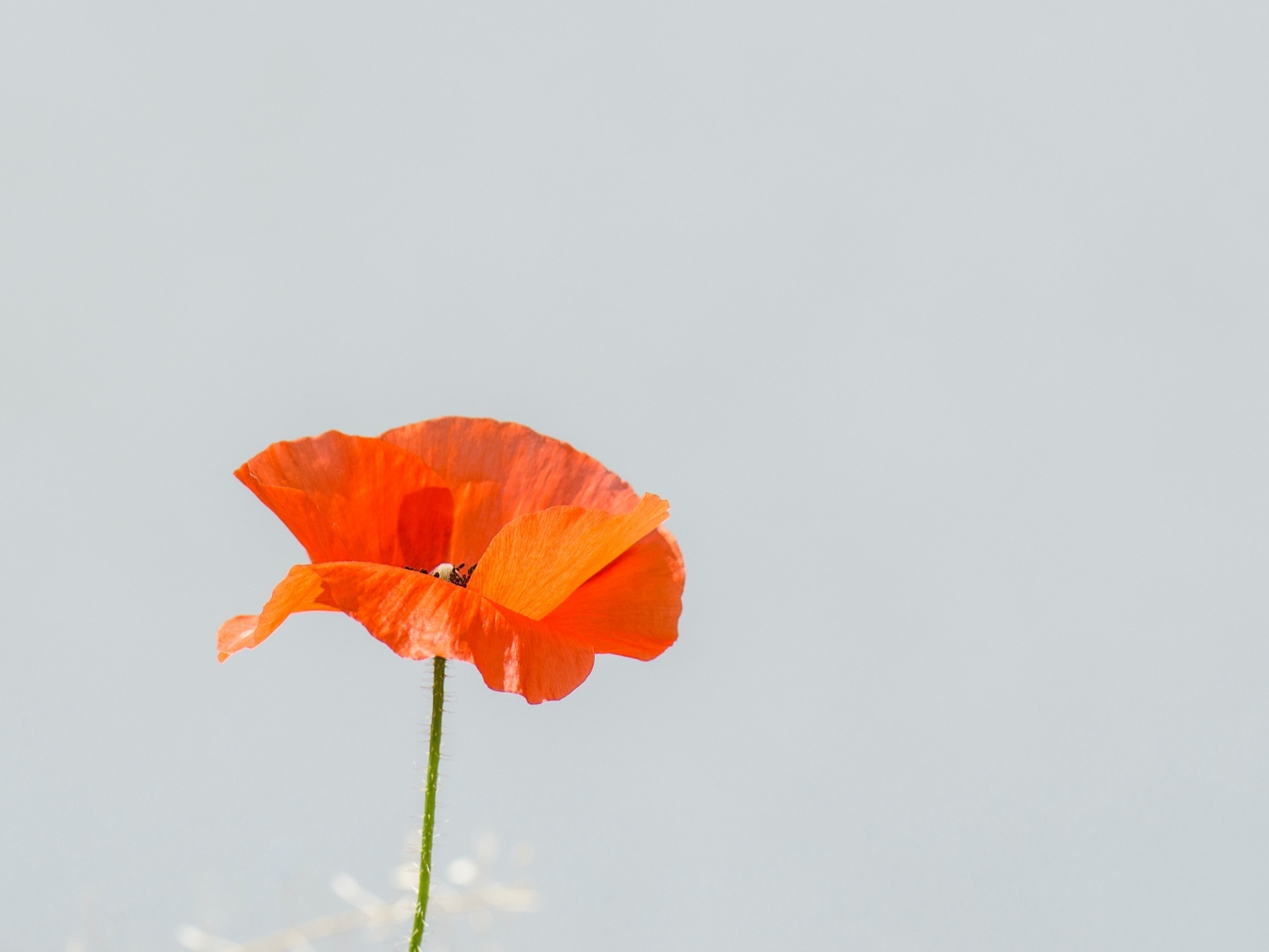 Красный полевой мак на сером фоне