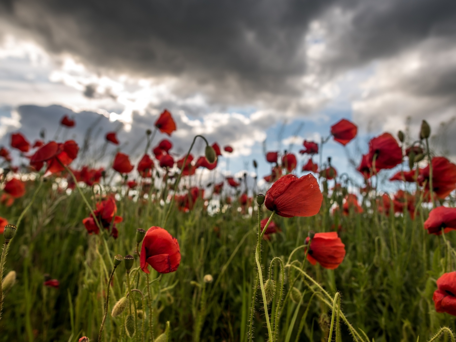 Красный полевой мак под грозовым небом