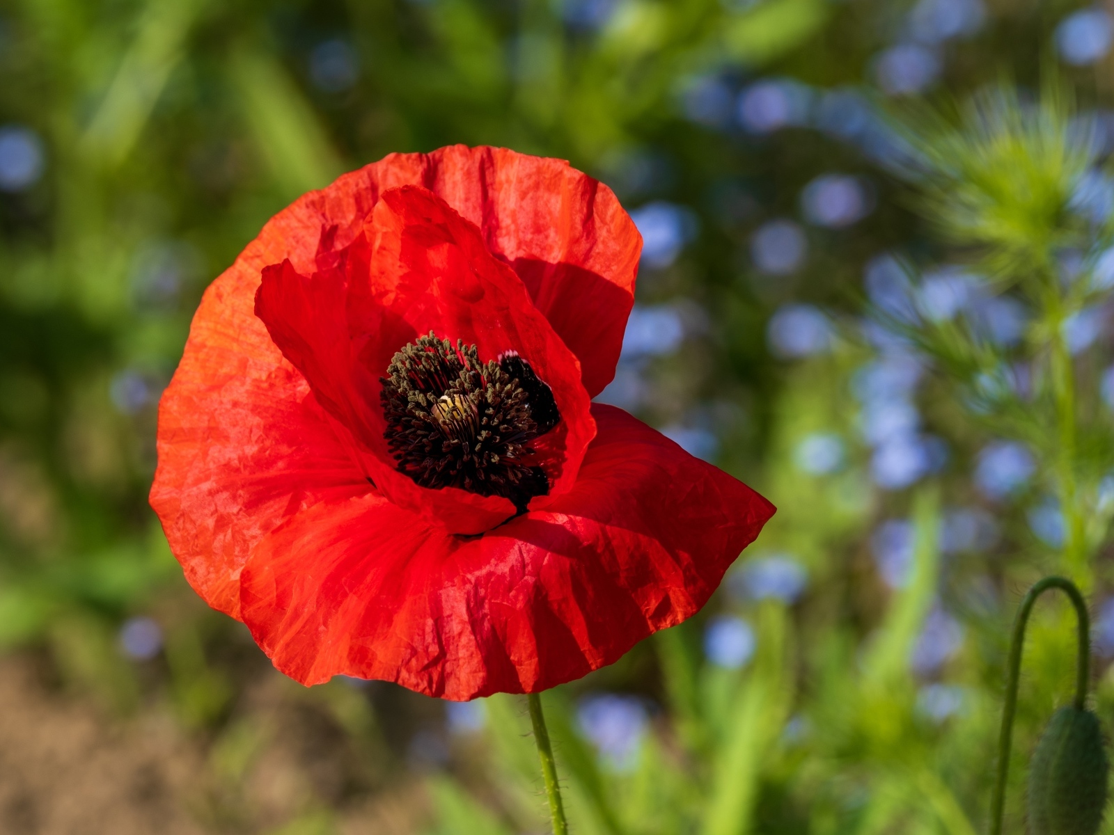 Красный полевой мак с черной серединкой