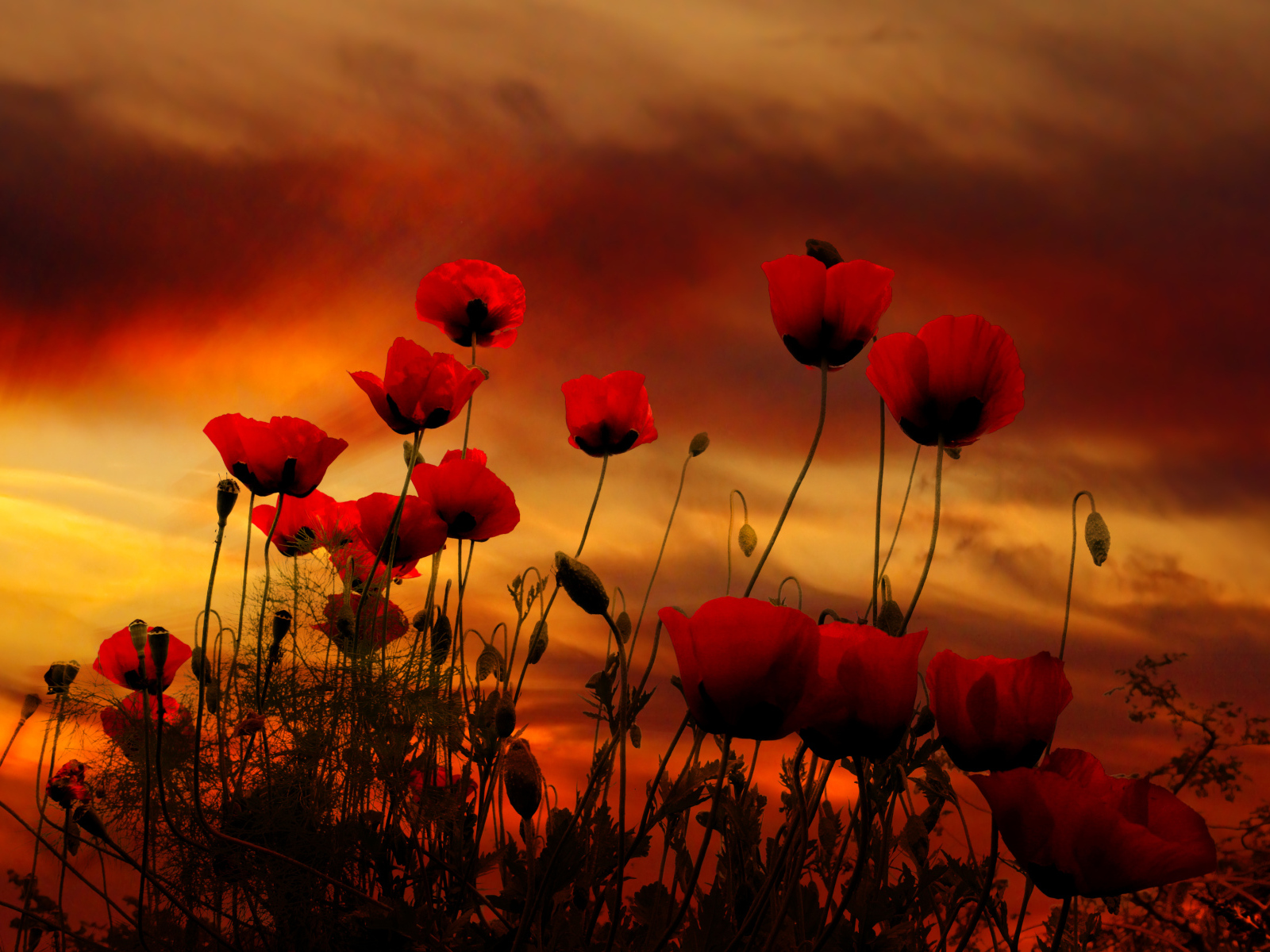 Красные маки на фоне неба на закате