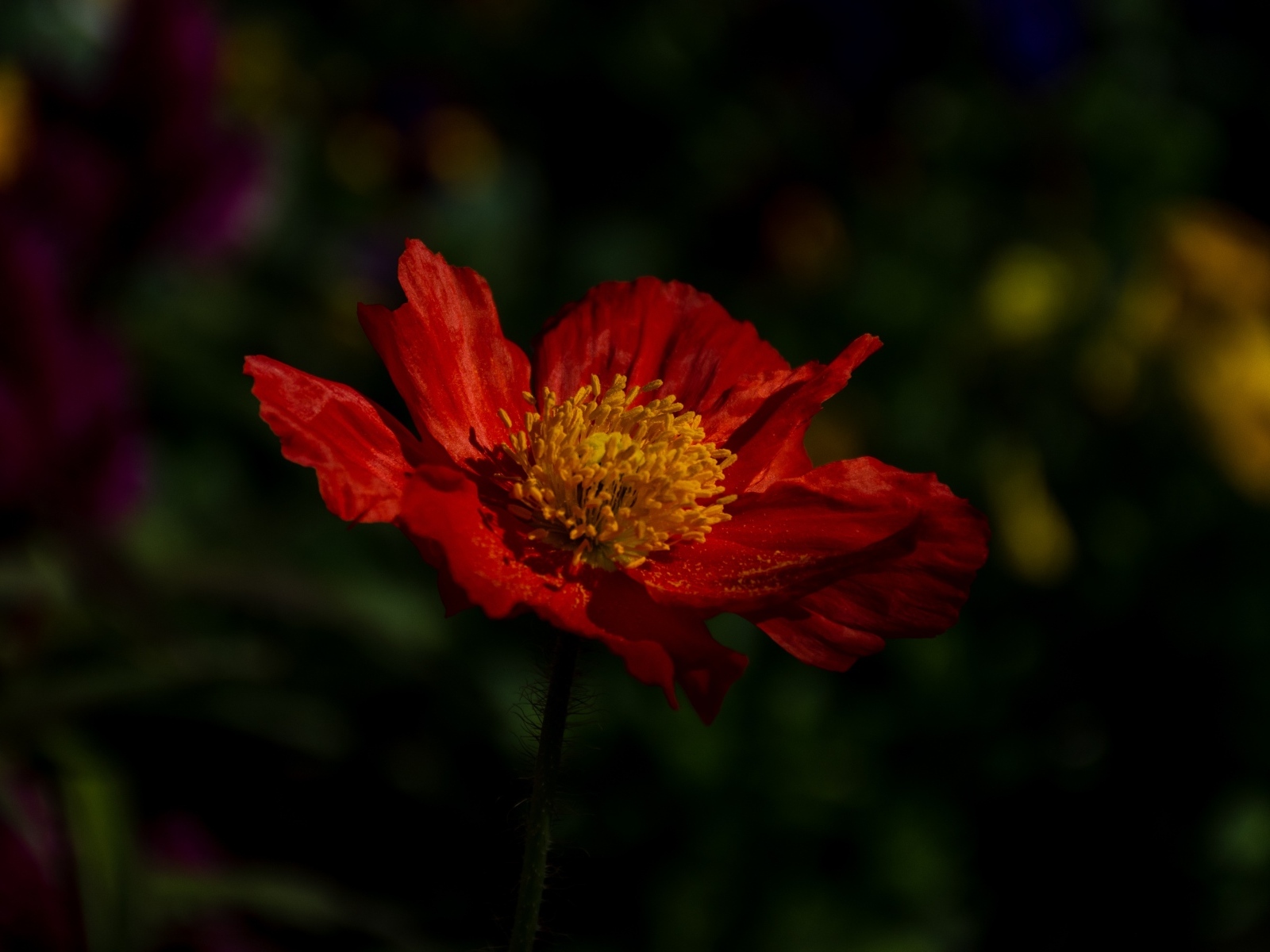 Красный цветок мака в лучах света