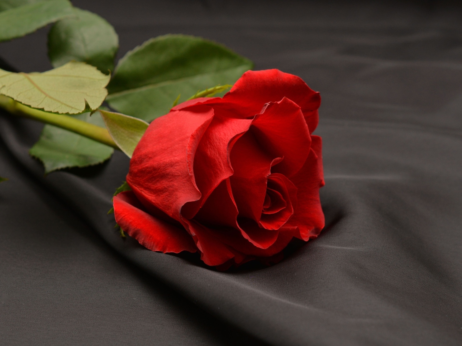 Красная роза на черной ткани