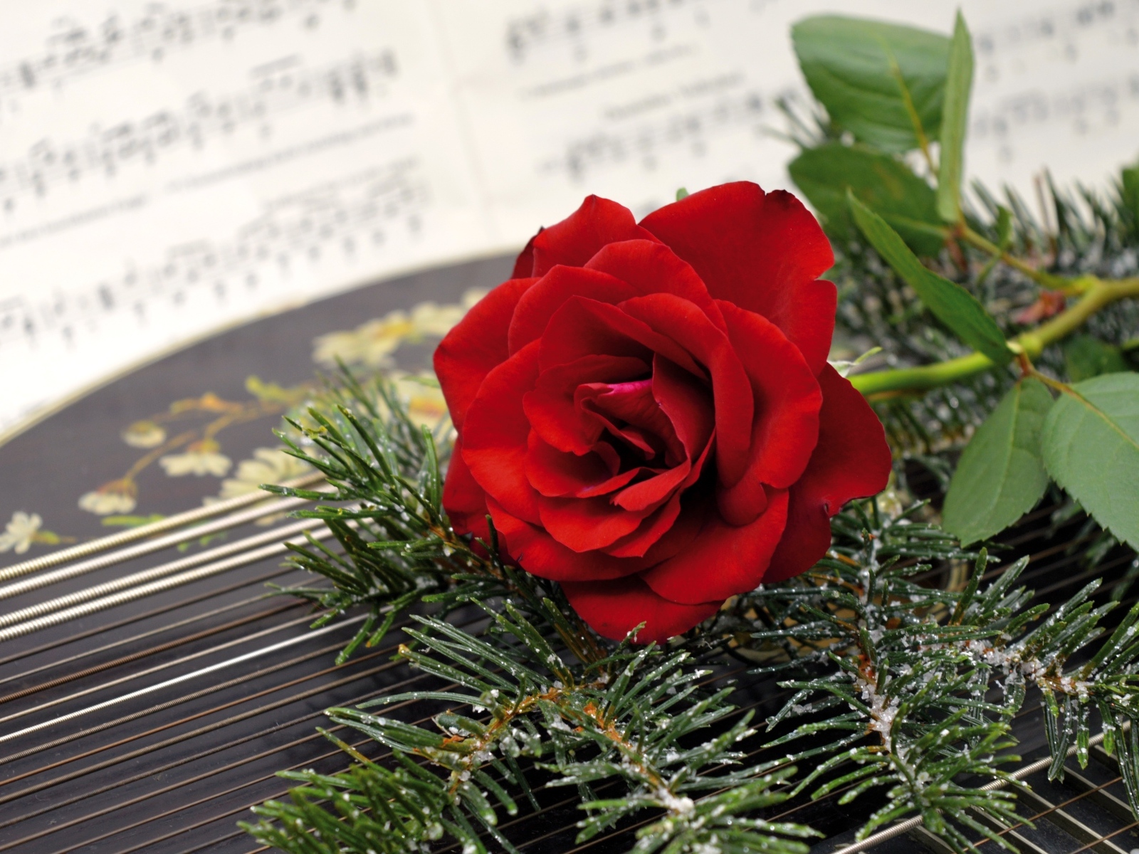 Красная роза с еловыми ветками на нотах 