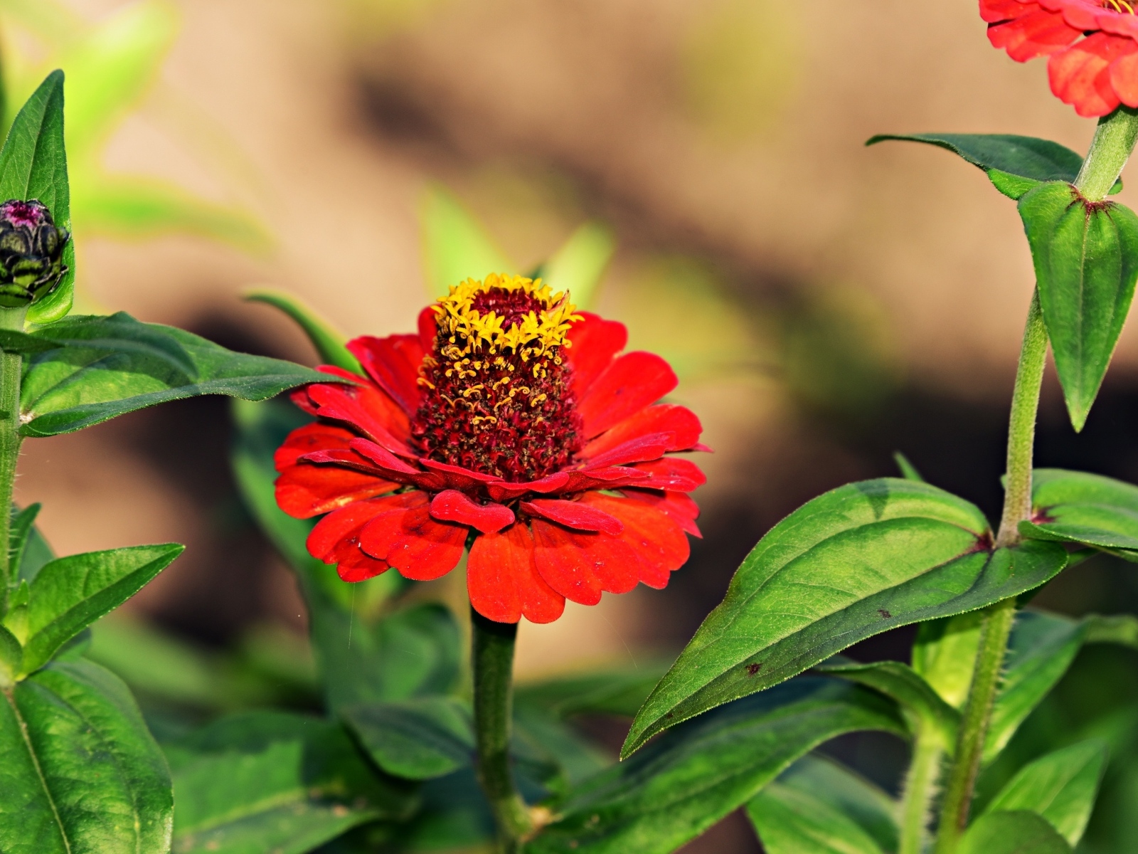 Красные цветы цинния на клумбе