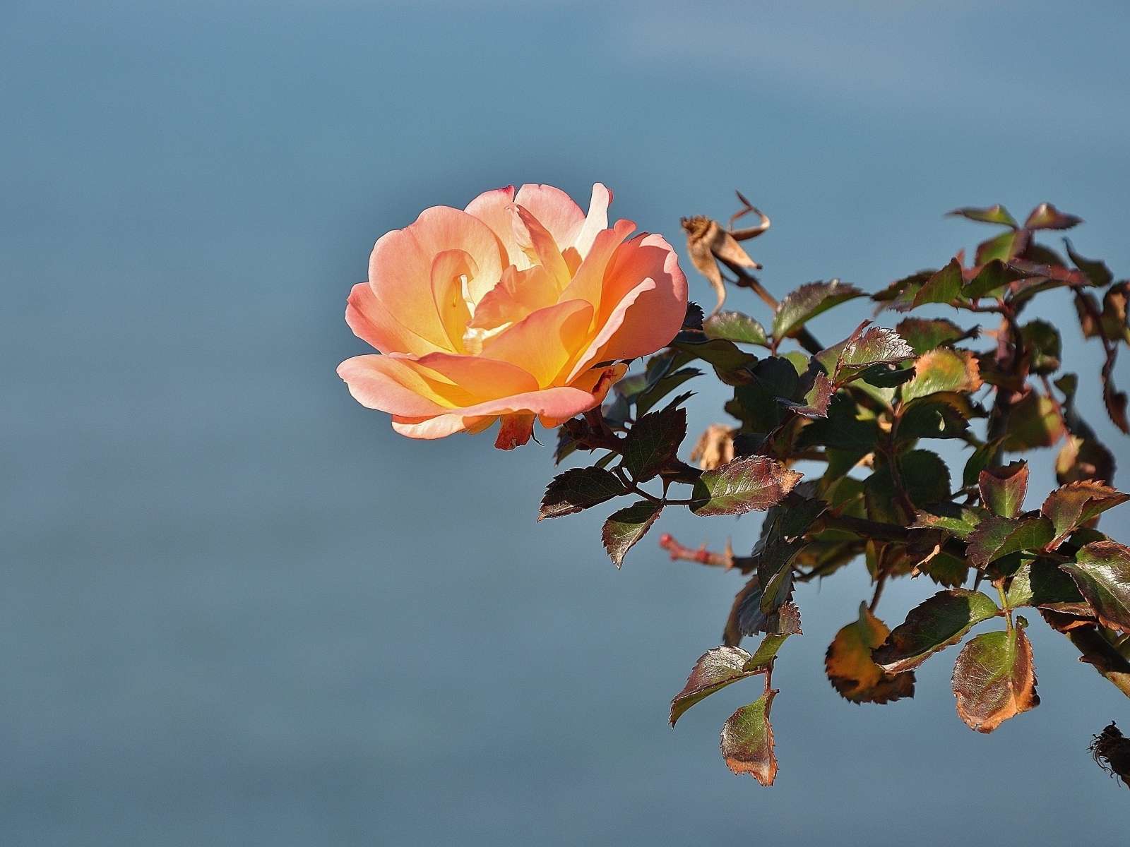 Роза с зелеными листьями на фоне неба