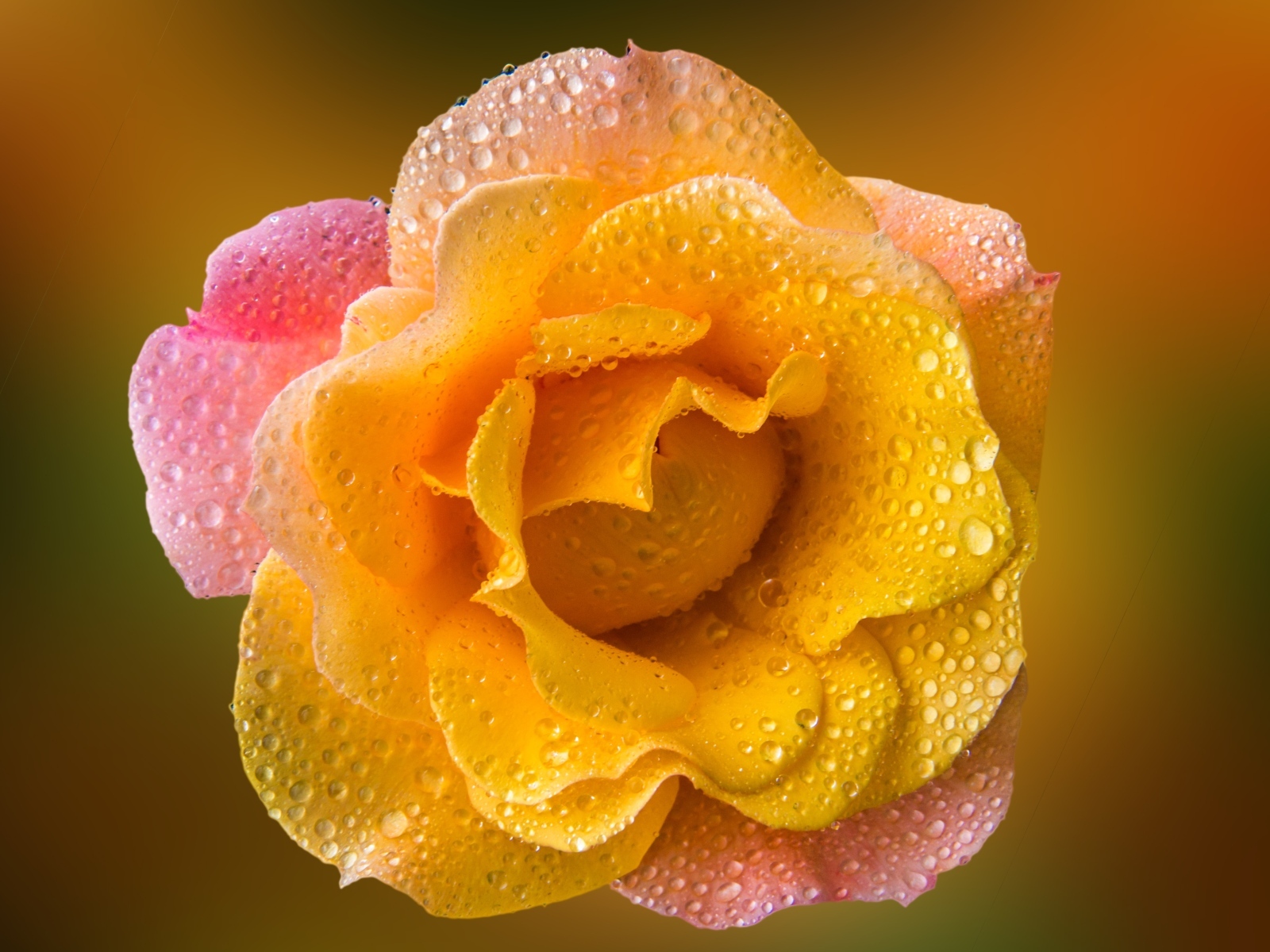 Роза с оранжевыми лепестками в каплях росы