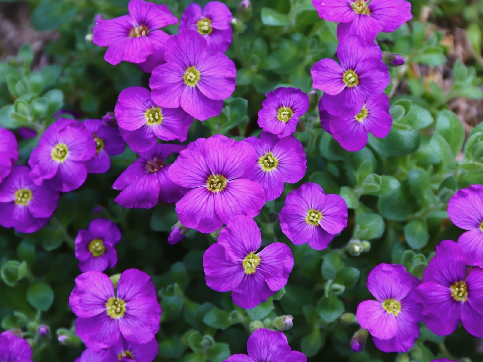 Маленькие декоративные цветы обриета