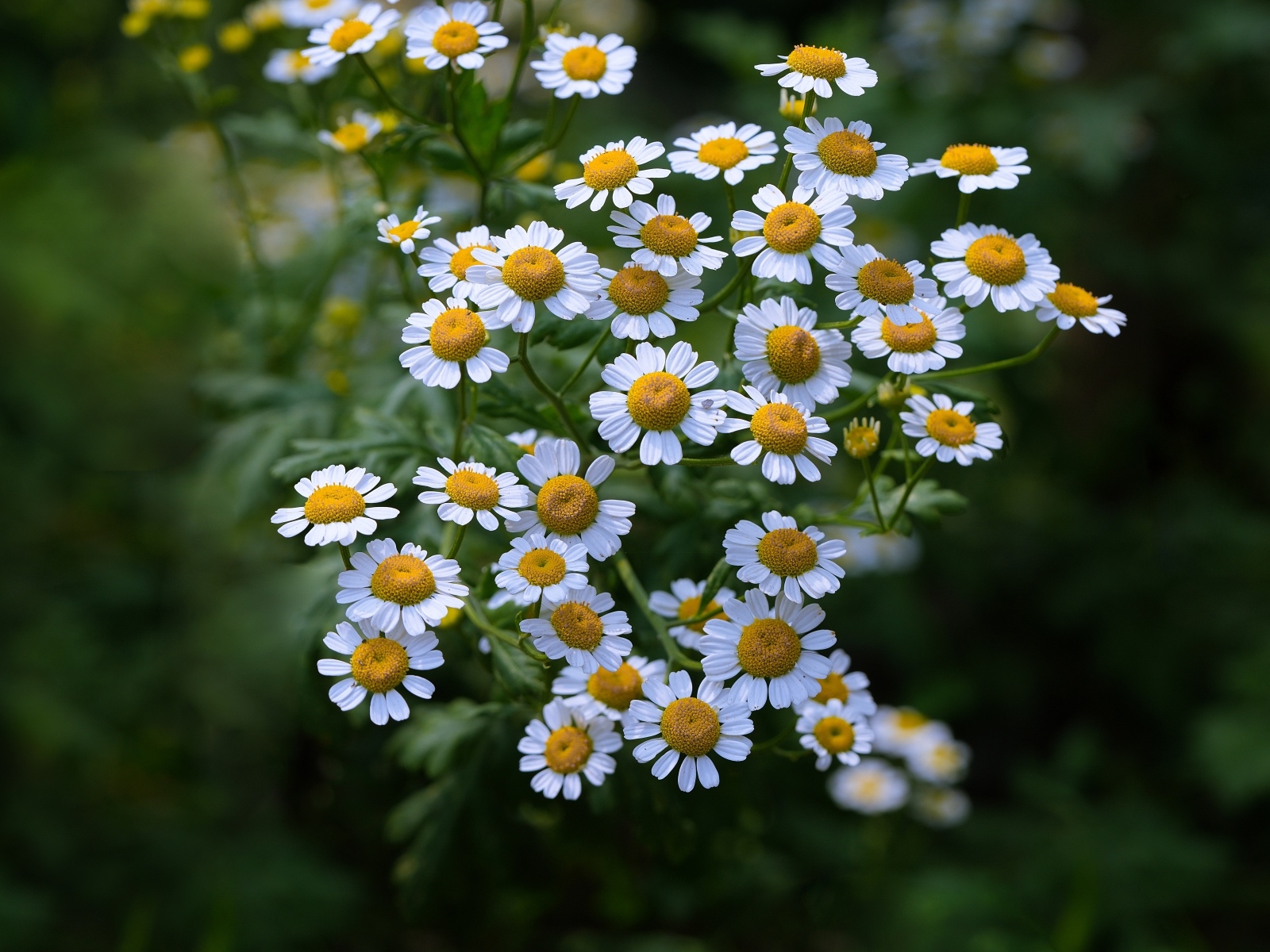 Мелкие цветы садовой ромашки