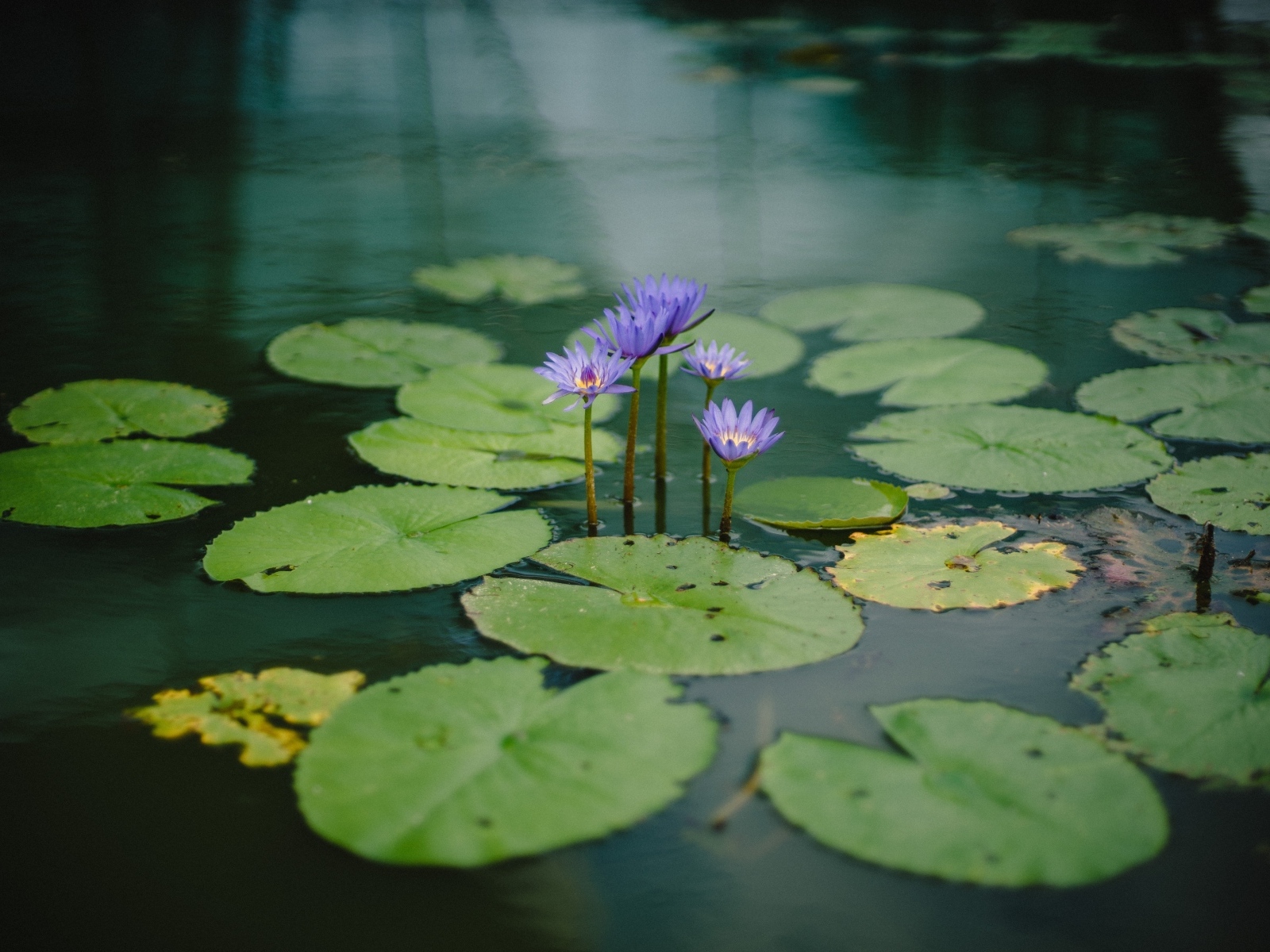 Маленькие сиреневые водяные лилии с зелеными листьями