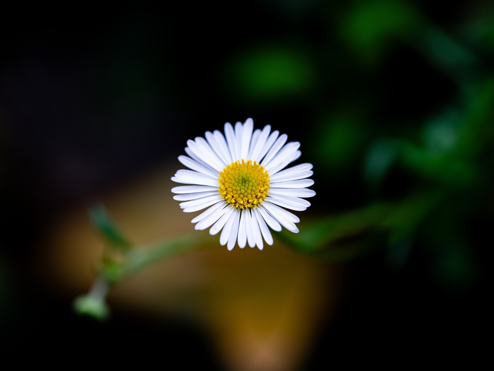 Маленькая одинокая ромашка крупным планом