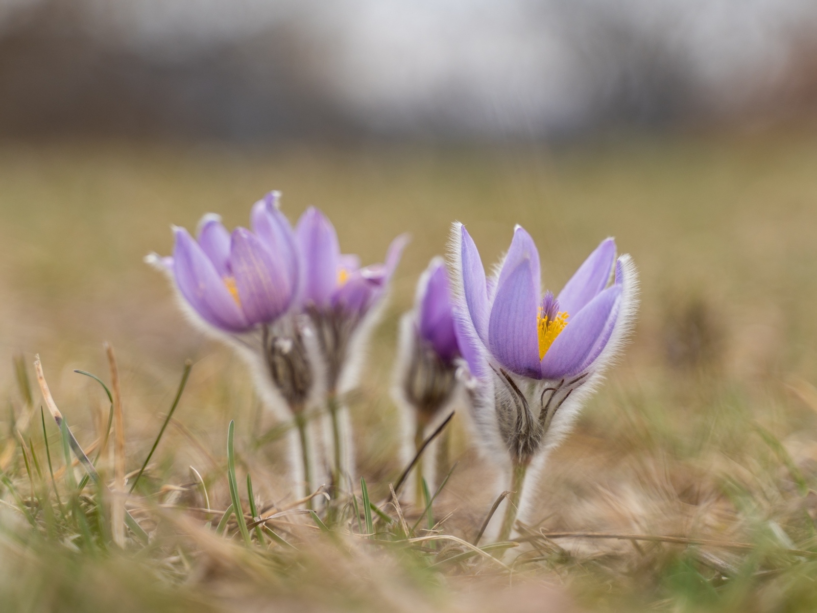 Маленькие цветы прострела расцветают осенью